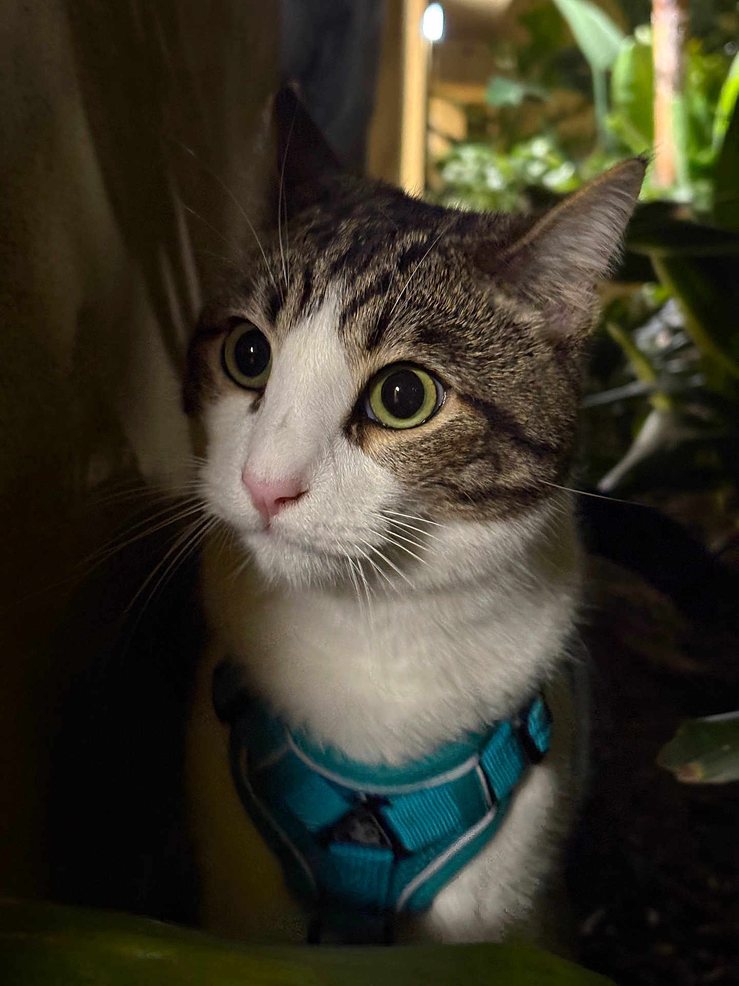Gansito is registered to the contest to win money with this photo: cat, tabby_cat, close_up, pet, animal, curious, green_eyes, whiskers, harness, indoor, plant, nature, dark_background, alert, mammal, feline, portrait, fur, domestic_animal, exploration