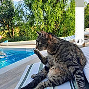 Saïko participe au concours pour gagner de l'argent avec cette photo : animal, cat, daylight, domestic_animal, feline, greenery, lounge_chair, nature, outdoor, pet, pool, relaxed, sitting, sky, striped, summer, sunlight, tabby_cat, tree, wooden_deck