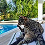 animal, cat, daylight, domestic_animal, feline, greenery, lounge_chair, nature, outdoor, pet, pool, relaxed, sitting, sky, striped, summer, sunlight, tabby_cat, tree, wooden_deck