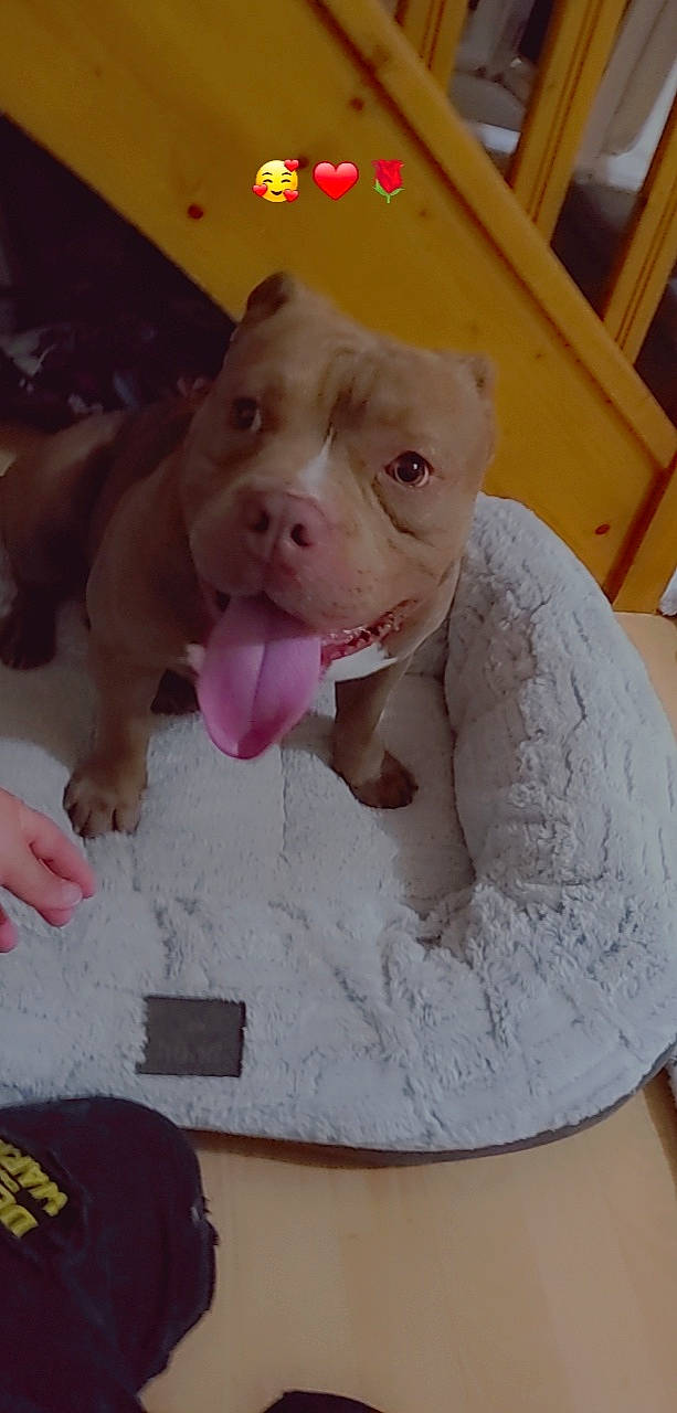 Falcko a rejoint le concours — aidez-le/la à gagner de superbes lots ! animal_figure, companion_dog, dog, dog_breed, domestic_pig, fawn, fur, ingredient, jaw, livestock, pet_supply, pink, sculpture, snout, sporting_group, suidae, terrestrial_animal, toy, working_animal, wrinkle