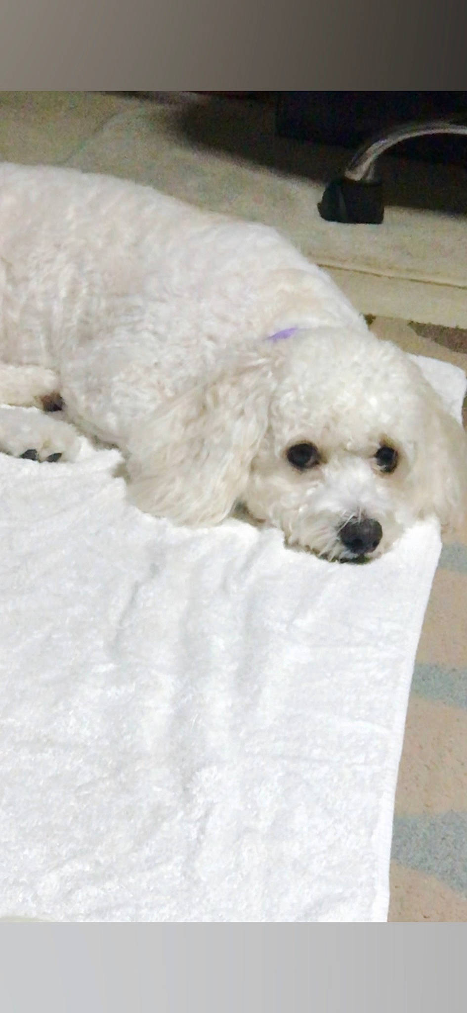 Theodore is registered to the contest to win money with this photo: canidae, carnivore, companion_dog, dog, dog_breed, dog_collar, dog_supply, fur, goldendoodle, labradoodle, maltepoo, non_sporting_group, poodle, snout, snow, sporting_group, terrier, toy_dog, water_dog, winter