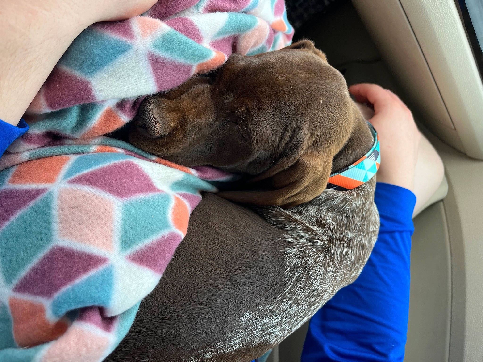 Lady is registered to the contest to win money with this photo: blue, canidae, carnivore, collar, comfort, companion_dog, dog, dog_breed, dog_collar, dog_supply, electric_blue, family_car, fawn, liver, pattern, pet_supply, snout, vehicle, vehicle_door, working_animal