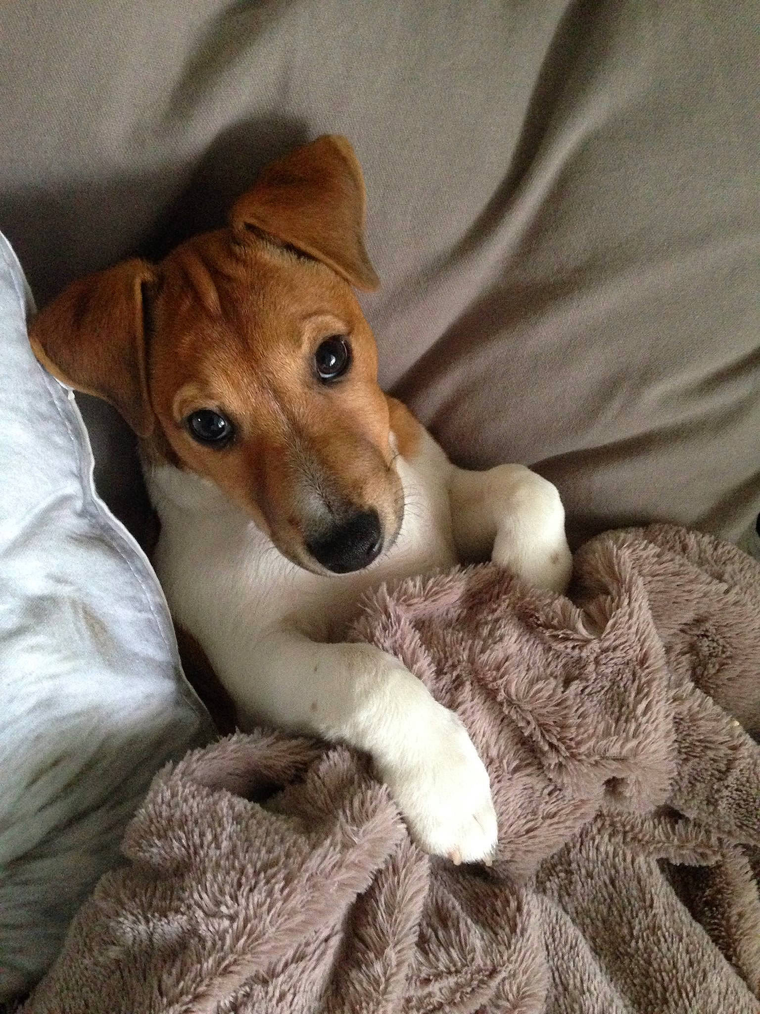 Attila a rejoint le concours — aidez-le/la à gagner de superbes lots ! ancient_dog_breeds, canidae, carnivore, comfort, companion_dog, dog, dog_breed, fawn, fur, irishjacks, linens, non_sporting_group, puppy, snout, sporting_group, terrestrial_animal, whiskers, working_animal