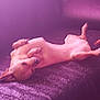 dog, pet, couch, relaxing, indoor, lying_down, canine, fur, paw, ears, tail, cozy, soft_light, resting, comfort, home, animal, mammal, sleepy, cute