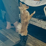 Libby joined the competition — help win amazing prizes! dog, small_dog, indoor, person, hospital_bed, wooden_floor, striped_shirt, barefoot, curtains, medical_environment, light_brown_dog, black_dog, standing_dog, pet, animal, companion, care, hospital_room, legs, bed
