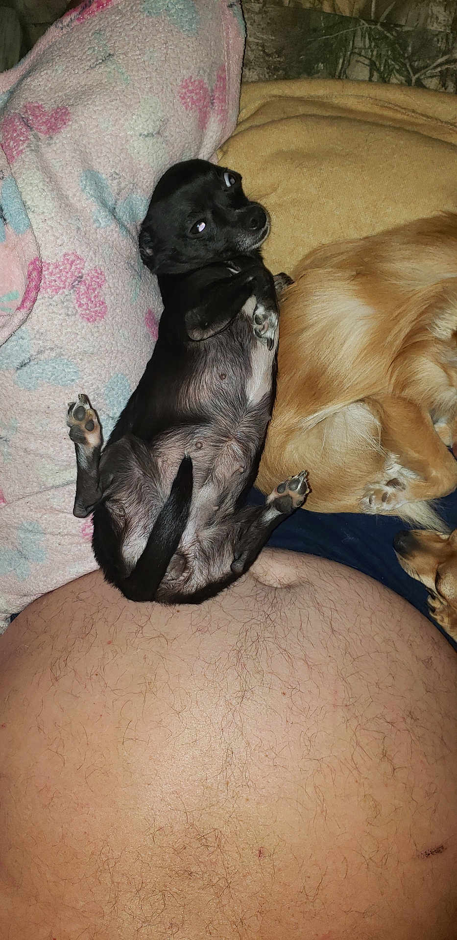 Penelope