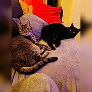 Raven Et Salem a rejoint le concours — aidez-le/la à gagner de superbes lots ! animal, black_cat, cat, couch, cozy, cute, domestic, eyes, feline, fur, home, indoor, living_room, pet, pillow, relaxing, resting, tabby_cat, two_cats, whiskers
