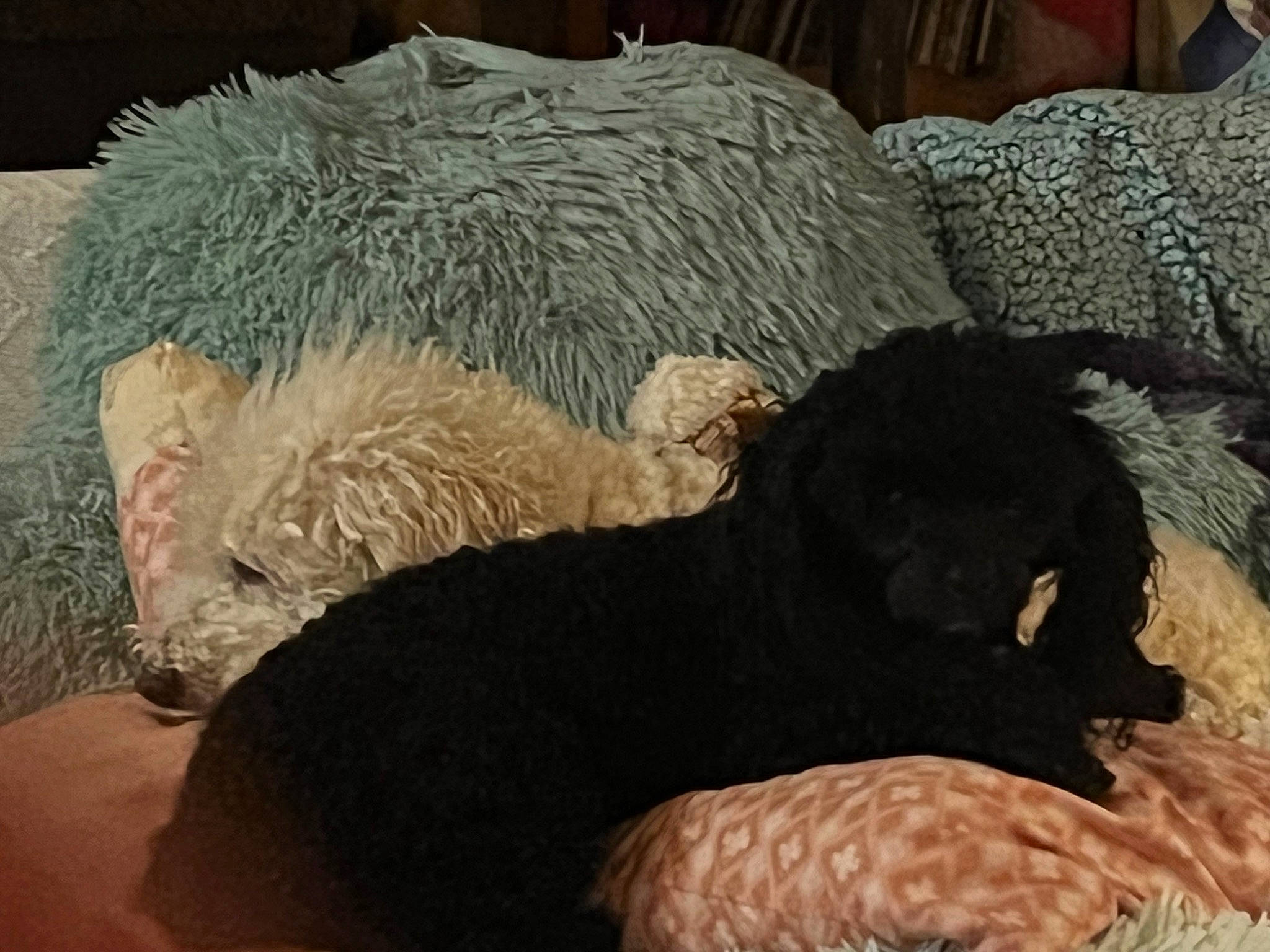 Bella is registered to the contest to win money with this photo: canidae, carnivore, cat_bed, comfort, companion_dog, dog_breed, fawn, felidae, fiber, fur, mammal, nap, natural_material, small_to_medium_sized_cats, sporting_group, tail, terrestrial_animal, vertebrate, wool, working_animal