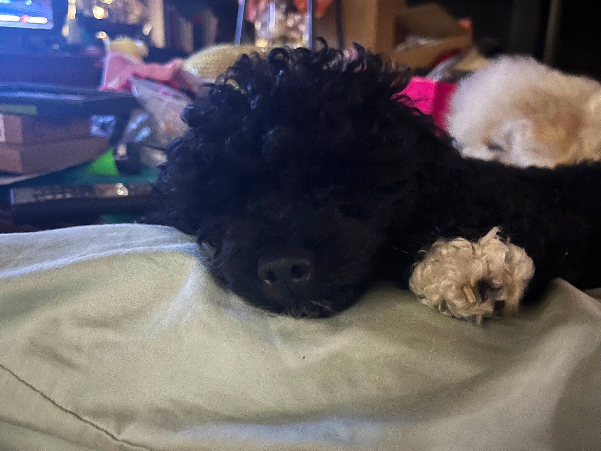 Bella is registered to the contest to win money with this photo: bed, canidae, carnivore, companion_dog, dog, dog_breed, felidae, fur, labradoodle, puppy, small_to_medium_sized_cats, snout, sporting_group, standard_poodle, stuffed_toy, tail, terrier, toy, toy_dog, working_animal