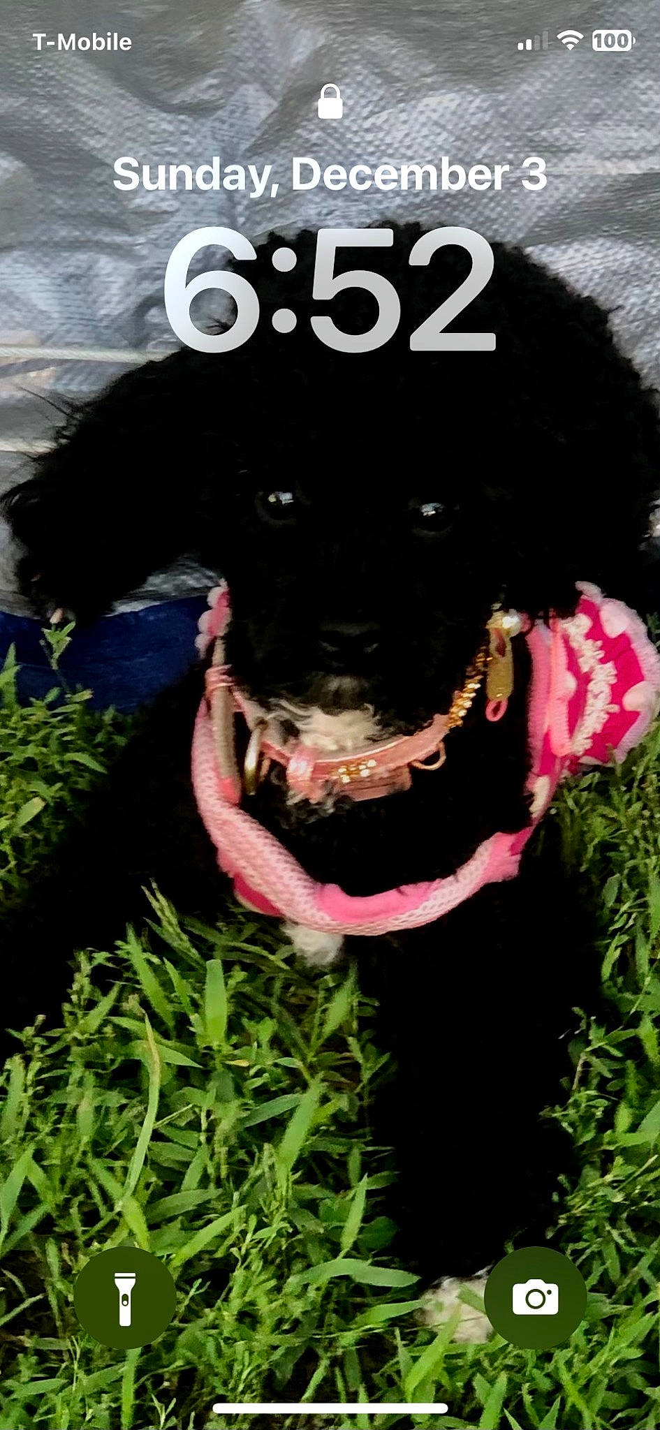 Bella is registered to the contest to win money with this photo: canidae, carnivore, collar, companion_dog, dog, dog_breed, dog_collar, dog_supply, fashion_accessory, fur, grass, hat, magenta, mammal, pet_supply, plant, snout, sporting_group, vertebrate, working_animal