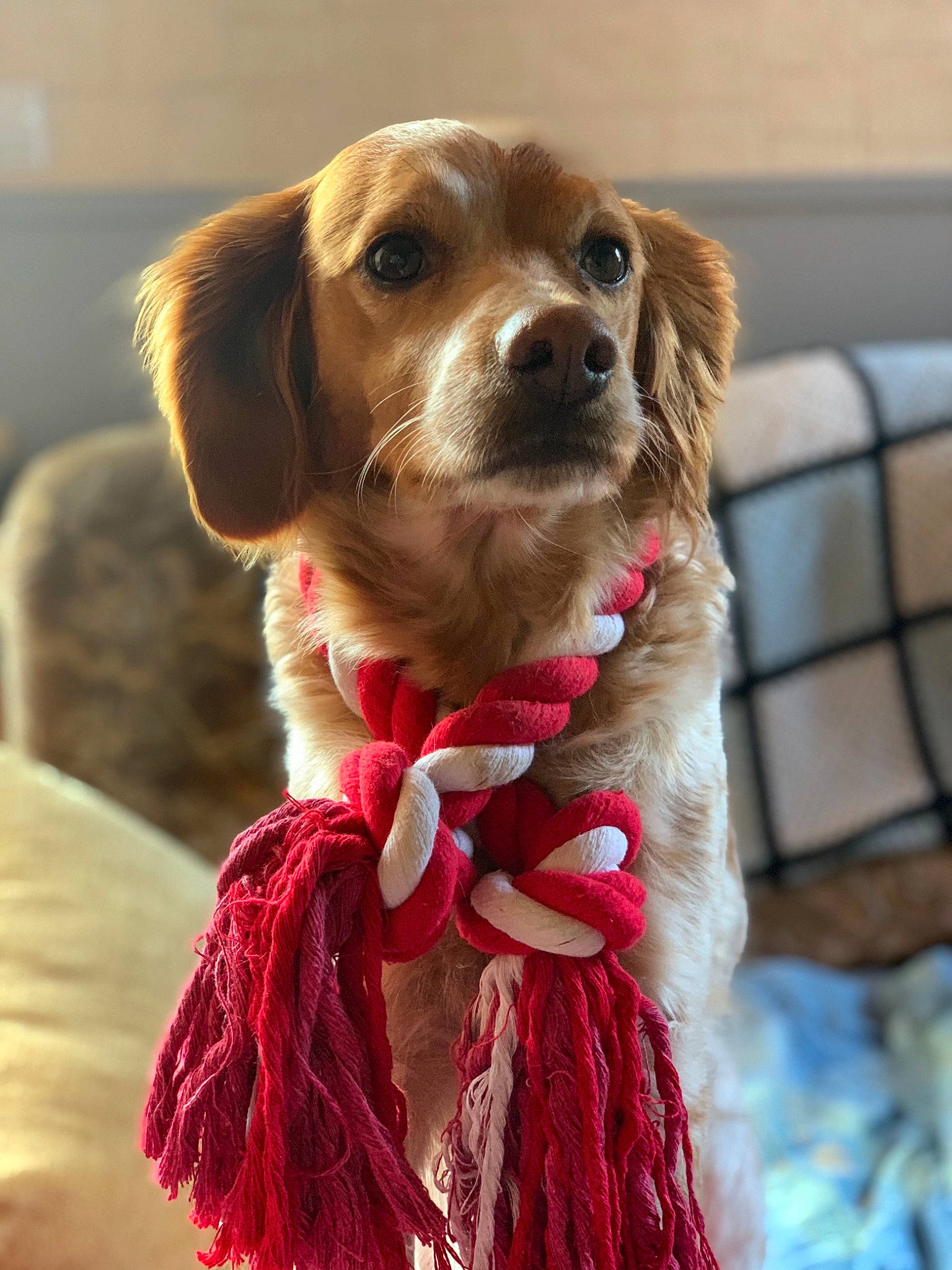 Irka a rejoint le concours — aidez-le/la à gagner de superbes lots ! brittany, canidae, carnivore, companion_dog, dog, dog_breed, dog_collar, fashion_accessory, fawn, fur, mammal, puppy, rare_breed_dog, snout, spaniel, sporting_group, vertebrate, whiskers