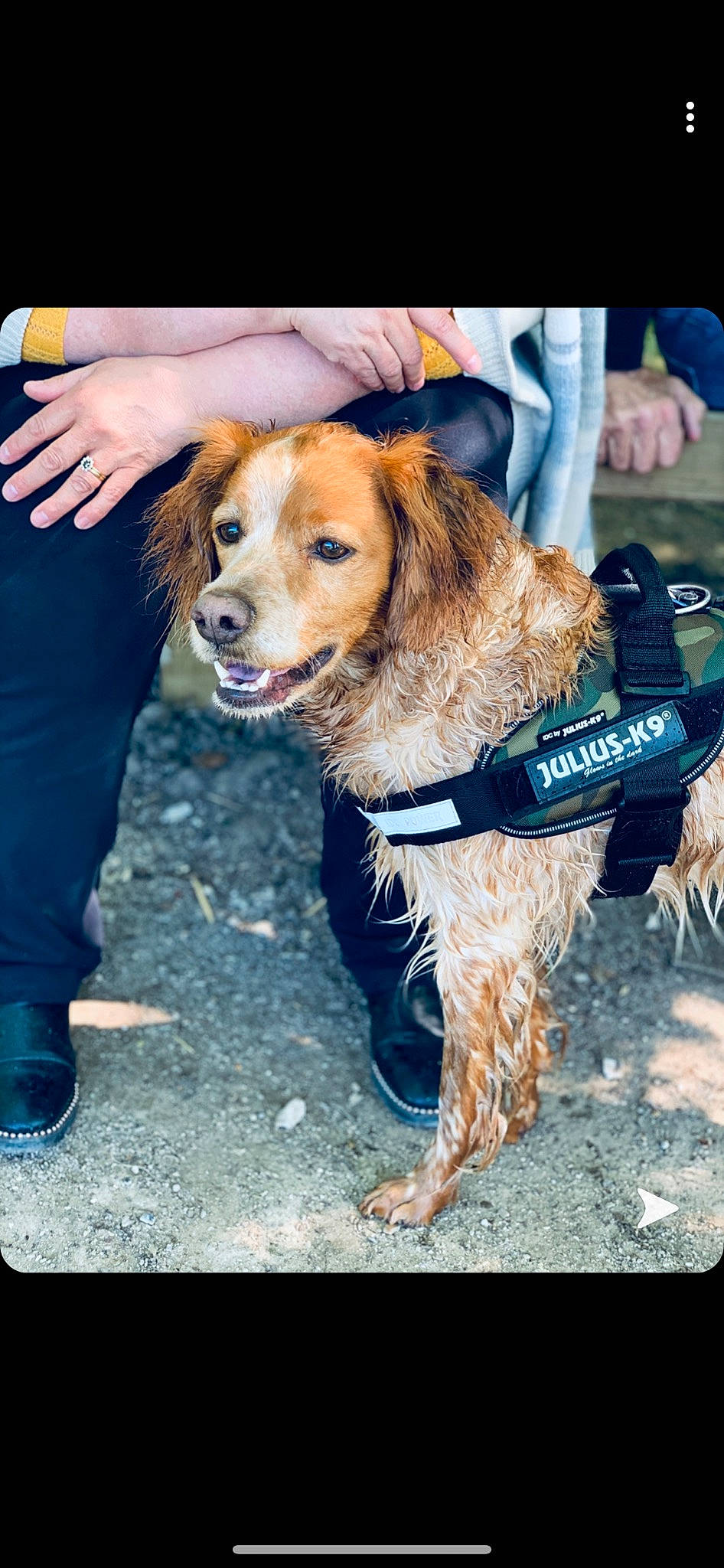 Irka participe au concours pour gagner de l'argent avec cette photo : canidae, carnivore, companion_dog, dog, dog_breed, english_cocker_spaniel, fur, golden_retriever, leash, rare_breed_dog, spaniel, sporting_group