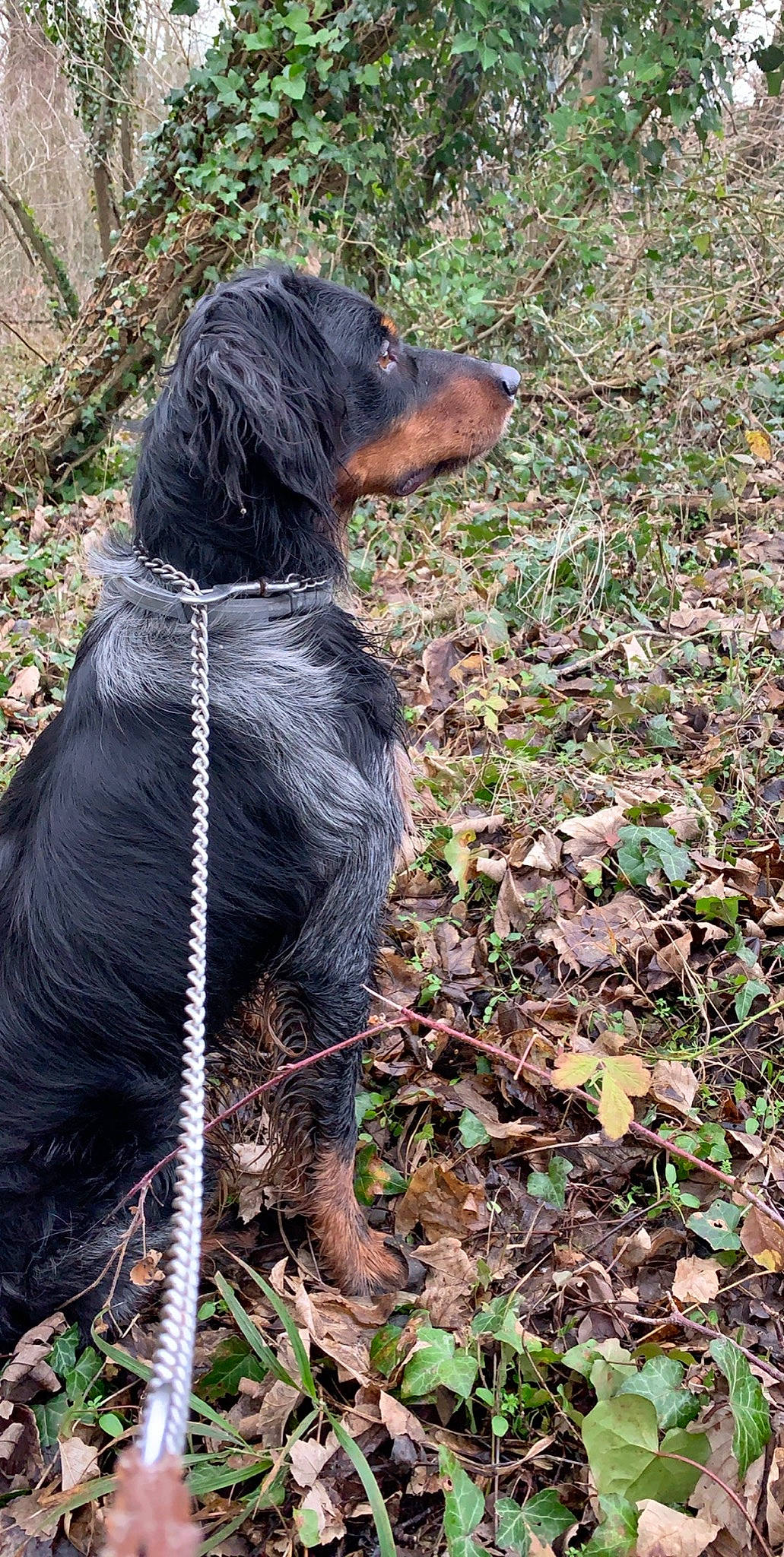 Maïko a rejoint le concours — aidez-le/la à gagner de superbes lots ! canidae, carnivore, dog, dog_breed, gordon_setter, hunting_dog, mammal, setter, sporting_group, vertebrate