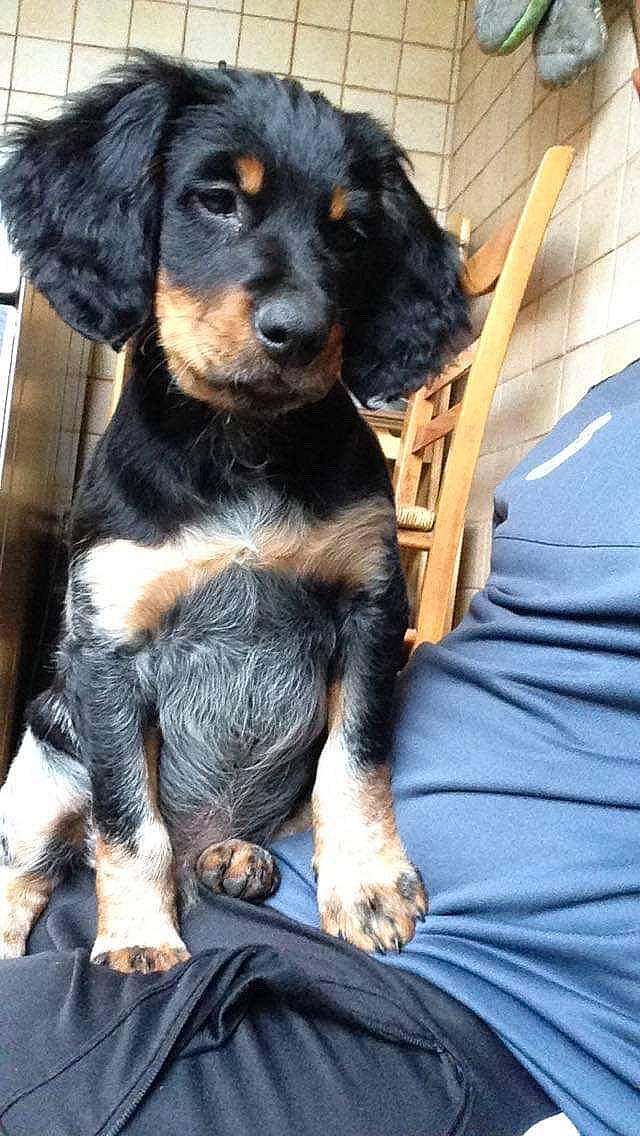 Maïko a rejoint le concours — aidez-le/la à gagner de superbes lots ! canidae, carnivore, cavapoo, cocker_spaniel, companion_dog, dog, dog_breed, gordon_setter, hovawart, hunting_dog, mammal, puppy, rare_breed_dog, setter, small_greek_domestic_dog, spaniel, sporting_group, vertebrate