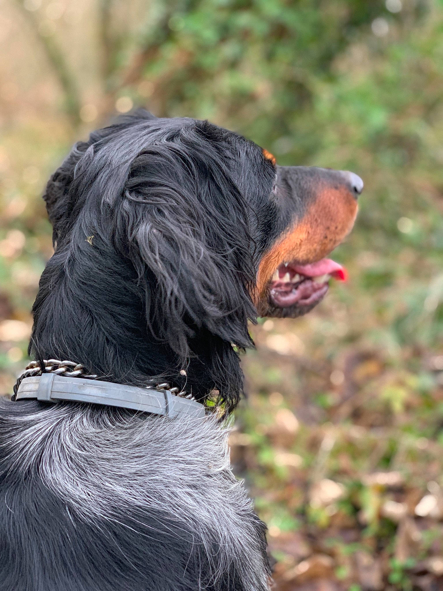 Maïko participe au concours pour gagner de l'argent avec cette photo : blue_picardy_spaniel, canidae, carnivore, companion_dog, dog, dog_breed, german_longhaired_pointer, german_spaniel, gordon_setter, hovawart, hunting_dog, large_munsterlander, mammal, picardy_spaniel, rare_breed_dog, retriever, setter, spaniel, sporting_group, vertebrate