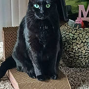 Ruby is registered to the contest to win money with this photo: black_cat, green_eyes, cat, indoor, scratch_pad, carpet, plant_pot, framed_picture, home_decor, pet, feline, sitting, whiskers, curious, animal, cozy, close_up, portrait, furniture, domestic_animal