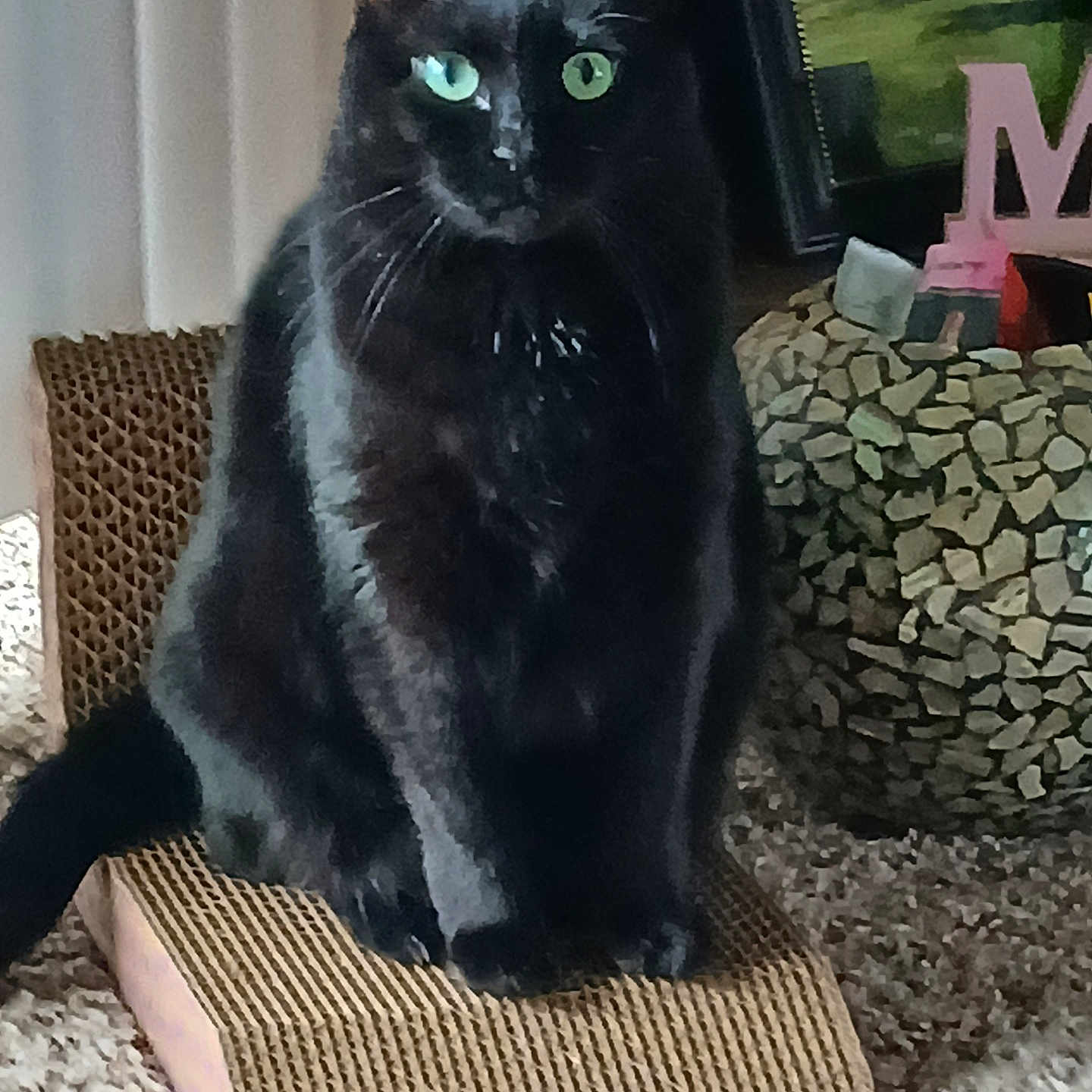 Ruby is registered to the contest to win money with this photo: black_cat, green_eyes, cat, indoor, scratch_pad, carpet, plant_pot, framed_picture, home_decor, pet, feline, sitting, whiskers, curious, animal, cozy, close_up, portrait, furniture, domestic_animal
