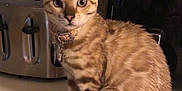 Ethel is registered to the contest to win money with this photo: air_fryer, animal, baking_instructions, cat, collar, countertop, curious, domestic_cat, feline, fur_pattern, household, indoor, kitchen, kitten, paper, pet, sitting, spotted_fur, tail, toaster