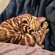 Ethel joined the competition — help win amazing prizes! animal, bengal_cat, blanket, cat, cozy, curled_up, cute, ears, feline, fur, indoor, mammal, paw, pet, relaxation, resting, sleeping, spotted, striped, whiskers