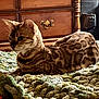 Ethel joined the competition — help win amazing prizes! animal, bengal_cat, blanket, cat, closeup, cozy, crochet, dresser, feline, fur, indoor, patterned, pet, portrait, resting, spotted, striped, textured, whiskers, wooden_furniture