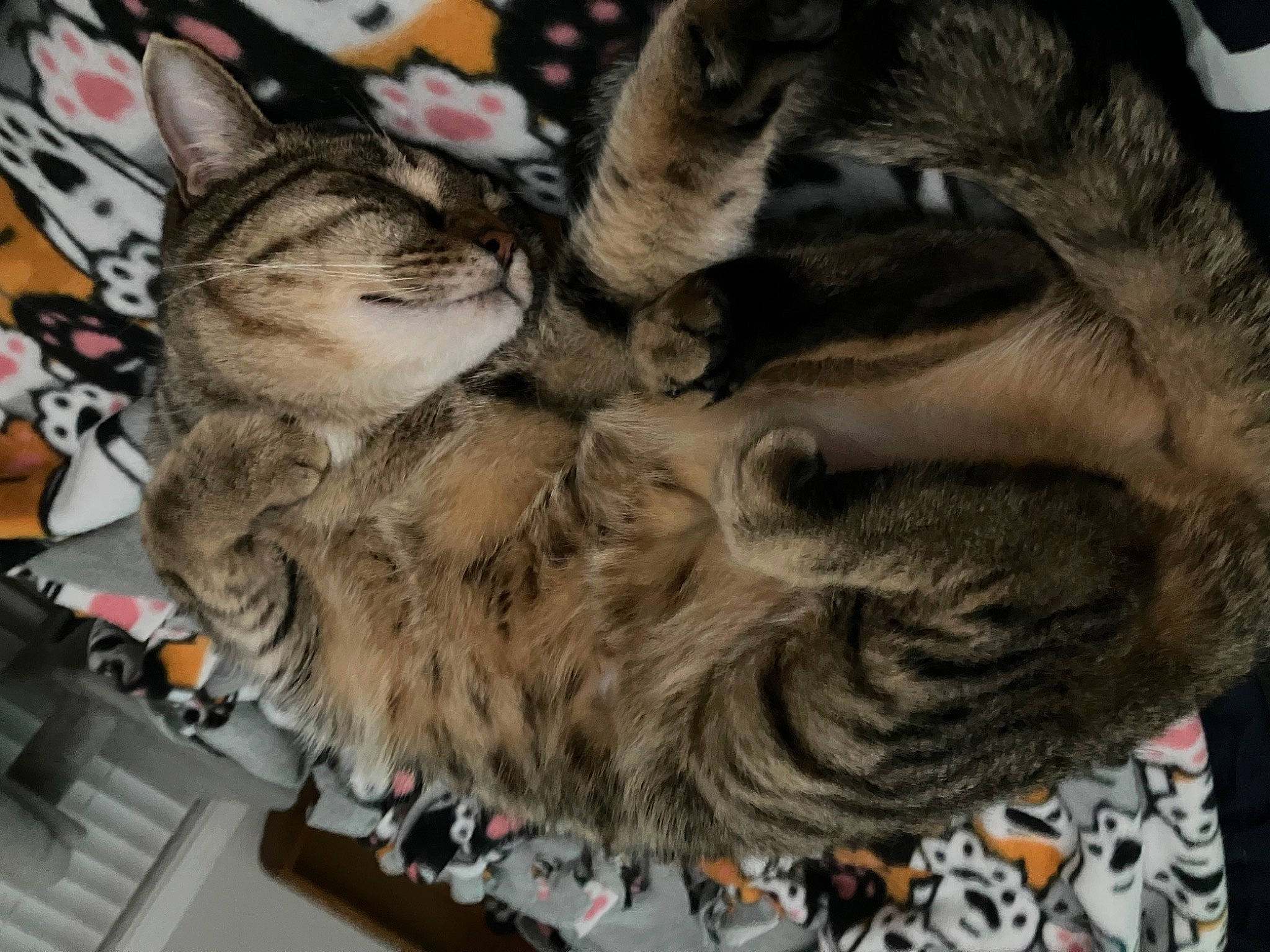 Conner joined the competition — help win amazing prizes! canidae, carnivore, cat, claw, domestic_short_haired_cat, fawn, felidae, fur, military_camouflage, pattern, paw, perching_bird, small_to_medium_sized_cats, snout, tail, whiskers, wildlife