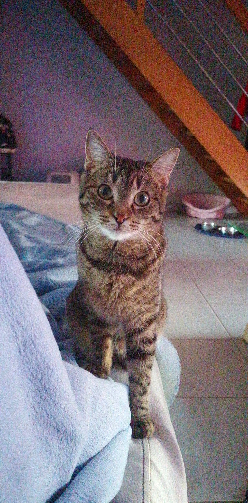 Ella a rejoint le concours — aidez-le/la à gagner de superbes lots ! carnivore, cat, claw, domestic_short_haired_cat, eye, felidae, flooring, fur, paw, sitting, small_to_medium_sized_cats, snout, tail, terrestrial_animal, whiskers