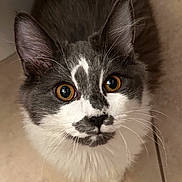 Milo is registered to the contest to win money with this photo: cat, animal, pet, close_up, fur, whiskers, ears, eyes, curious, indoor, mammal, domestic, cute, face, portrait, feline, looking_up, gray, white, young
