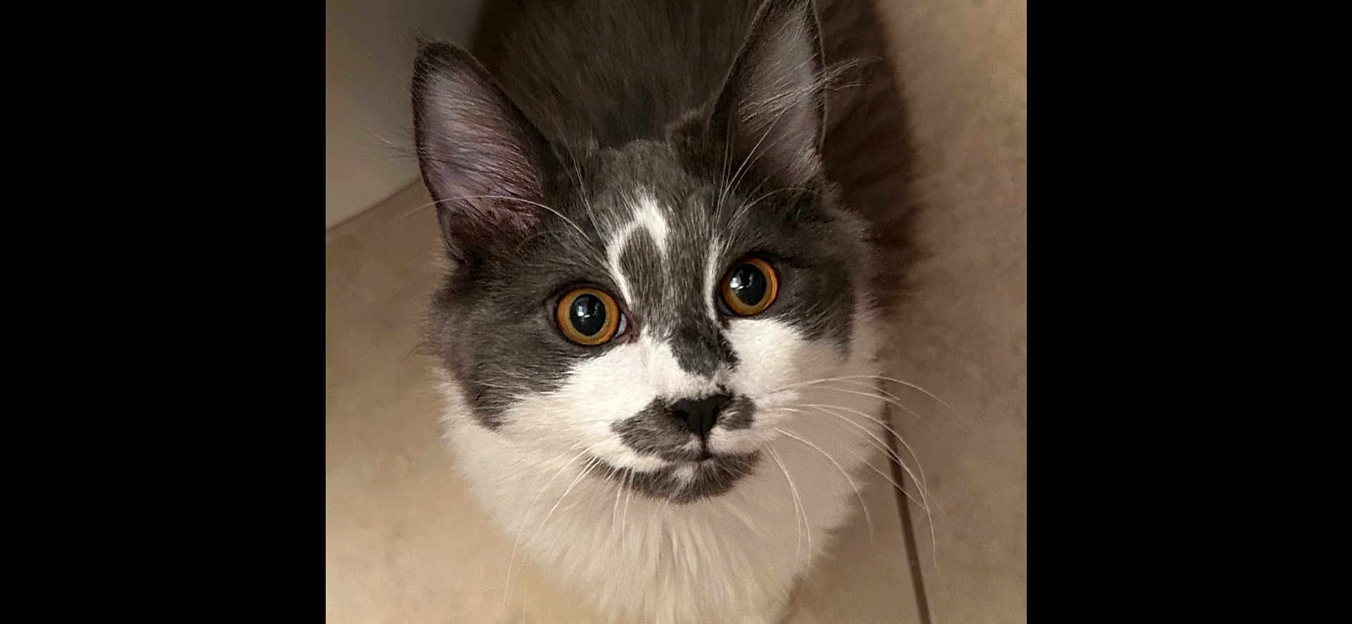 Milo