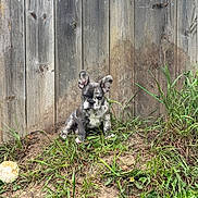 Axle is registered to the contest to win money with this photo: adorable, alert, animal, brindle, canine, cute, dirt, dog, ears_up, french_bulldog, grass, nature, outdoor, pet, puppy, sitting, small, sunlight, wooden_fence, young