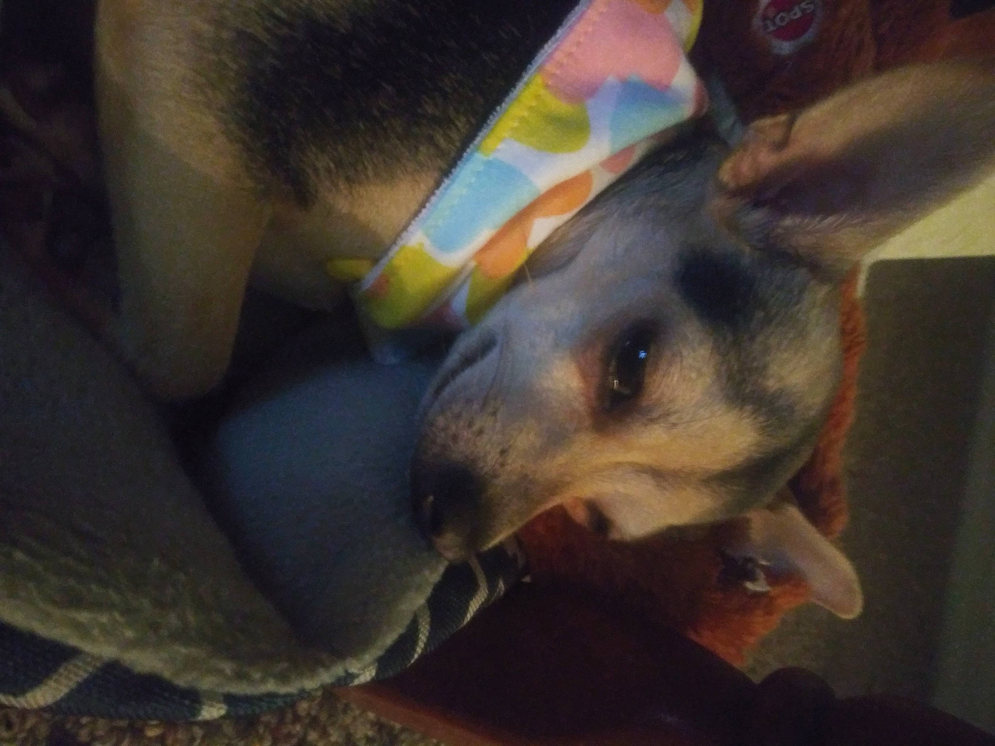 Willow is registered to the contest to win money with this photo: canidae, carnivore, cloud, companion_dog, dog, dog_breed, fawn, fur, gesture, guard_dog, nail, non_sporting_group, organism, paw, puppy, sky, sporting_group, terrestrial_animal, whiskers, working_animal