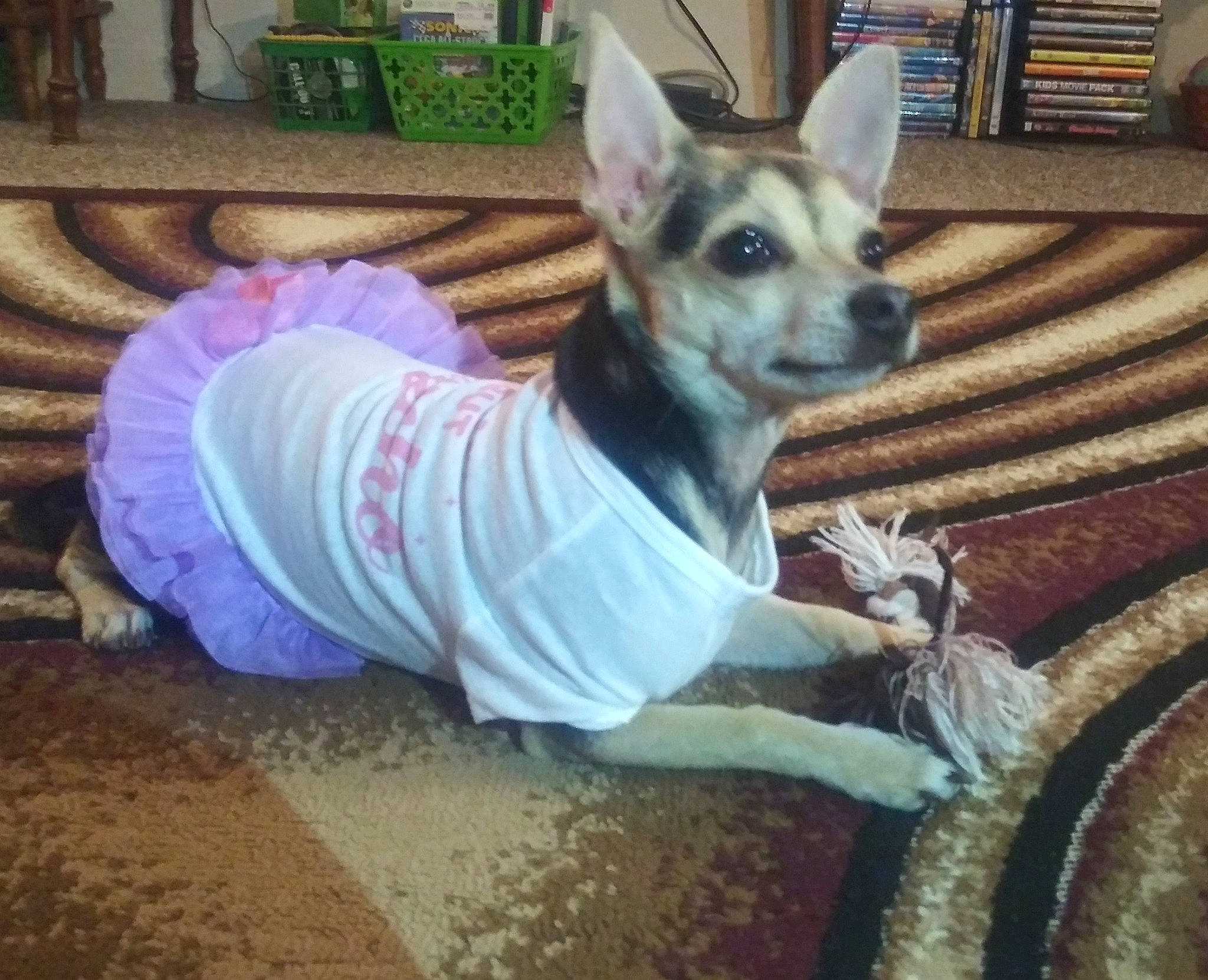 Willow is registered to the contest to win money with this photo: bookcase, canidae, carnivore, collar, companion_dog, dog, dog_breed, dog_clothes, dog_supply, ear, fashion_accessory, fawn, flowerpot, houseplant, shelf, shelving, snout, sporting_group, tail, toy_dog