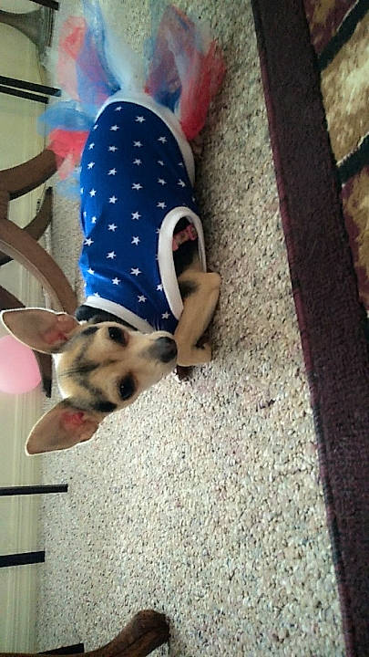 Willow is registered to the contest to win money with this photo: carnivore, companion_dog, dog_breed, dress, electric_blue, eyewear, fawn, felidae, flag_of_the_united_states, flooring, foot, human_leg, jeans, knee, pattern, street_fashion, sunglasses, thigh, waist, wood