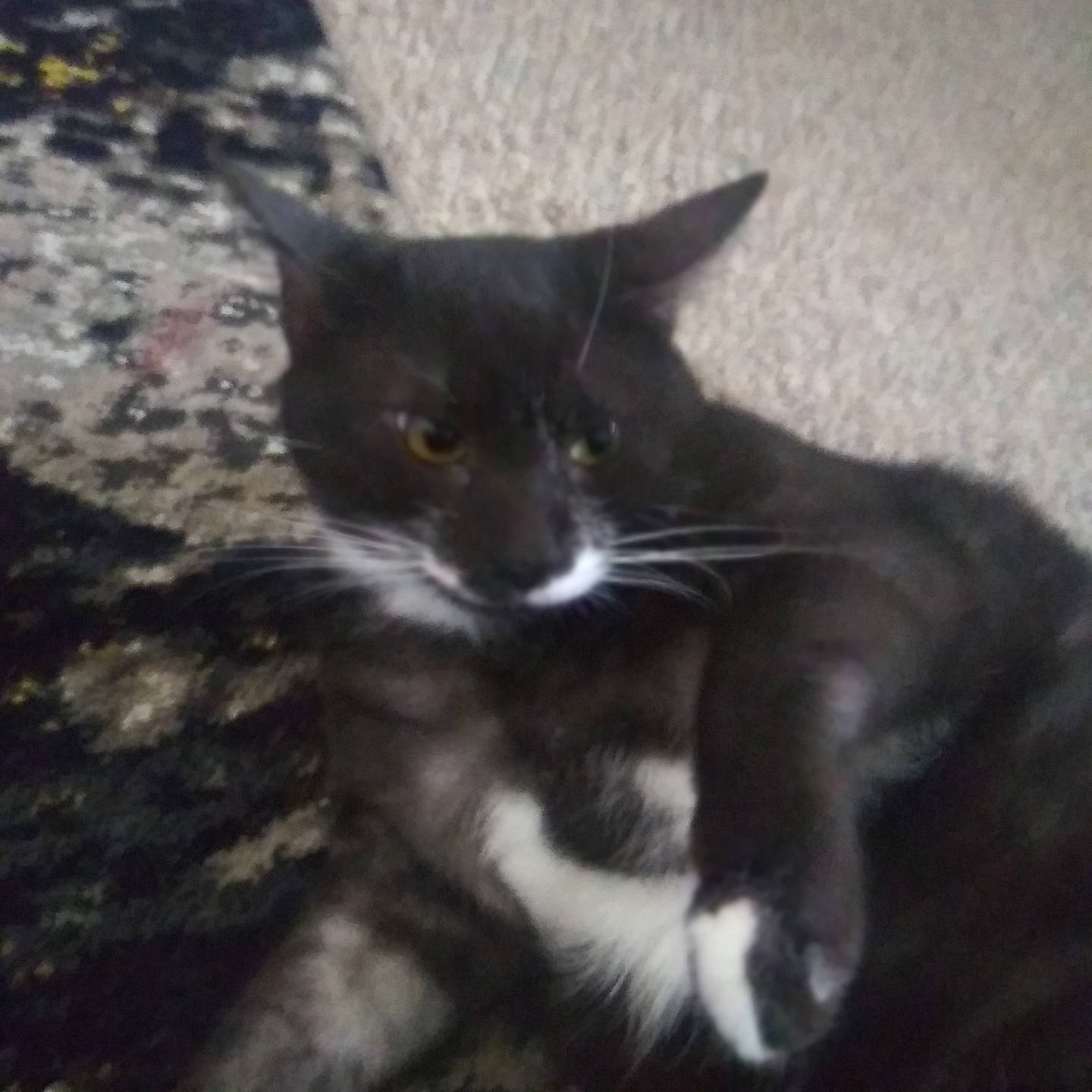 Pluto is registered to the contest to win money with this photo: black_cat, carnivore, cat, claw, cloud, domestic_short_haired_cat, felidae, fur, grass, monochrome, monochrome_photography, paw, plant, sitting, small_to_medium_sized_cats, snout, tail, terrestrial_animal, whiskers