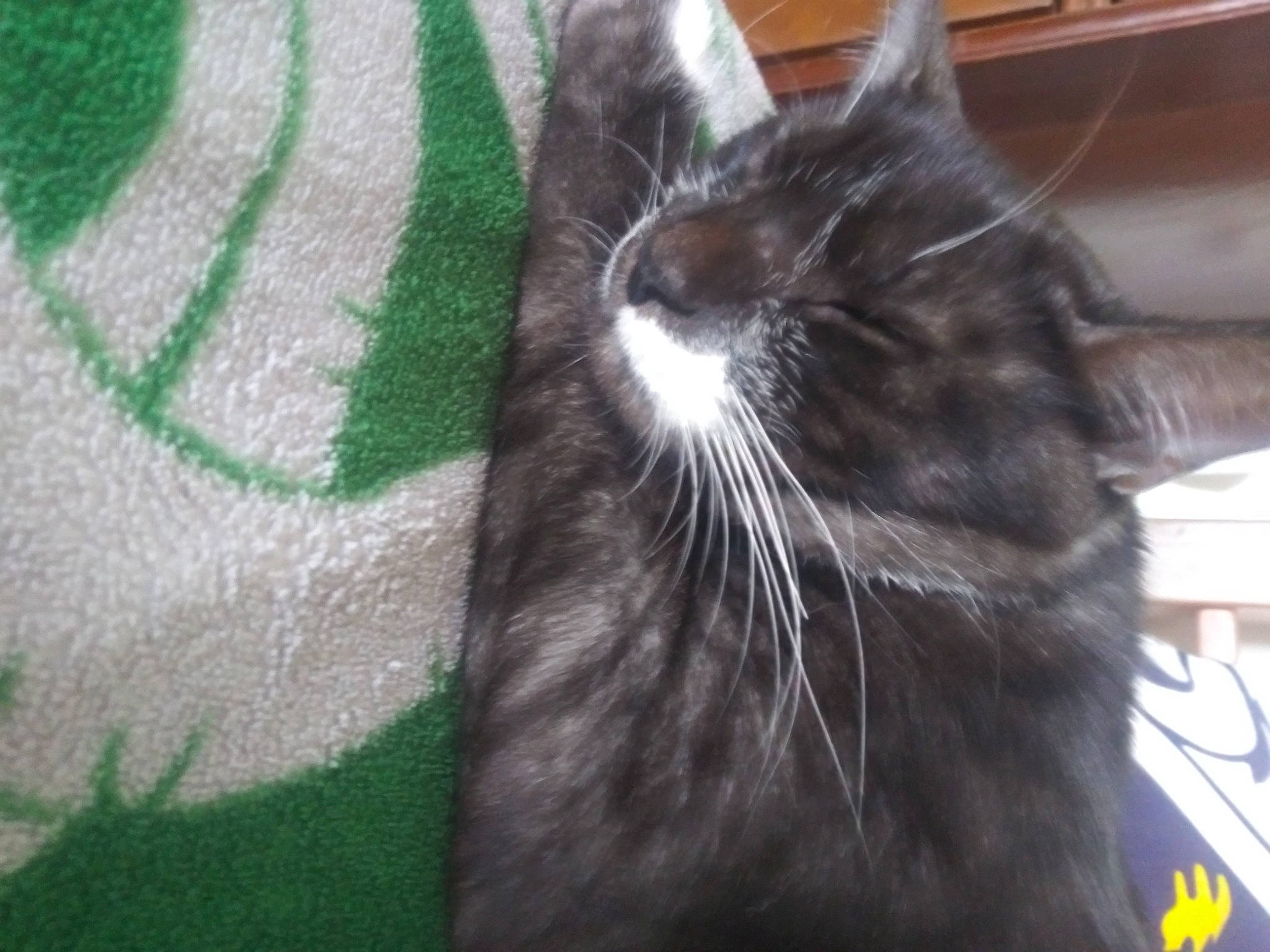 Pluto is registered to the contest to win money with this photo: black_cat, carnivore, cat, claw, comfort, domestic_short_haired_cat, felidae, fur, grass, grey, paw, small_to_medium_sized_cats, snout, tail, terrestrial_animal, whiskers, window, woven_fabric