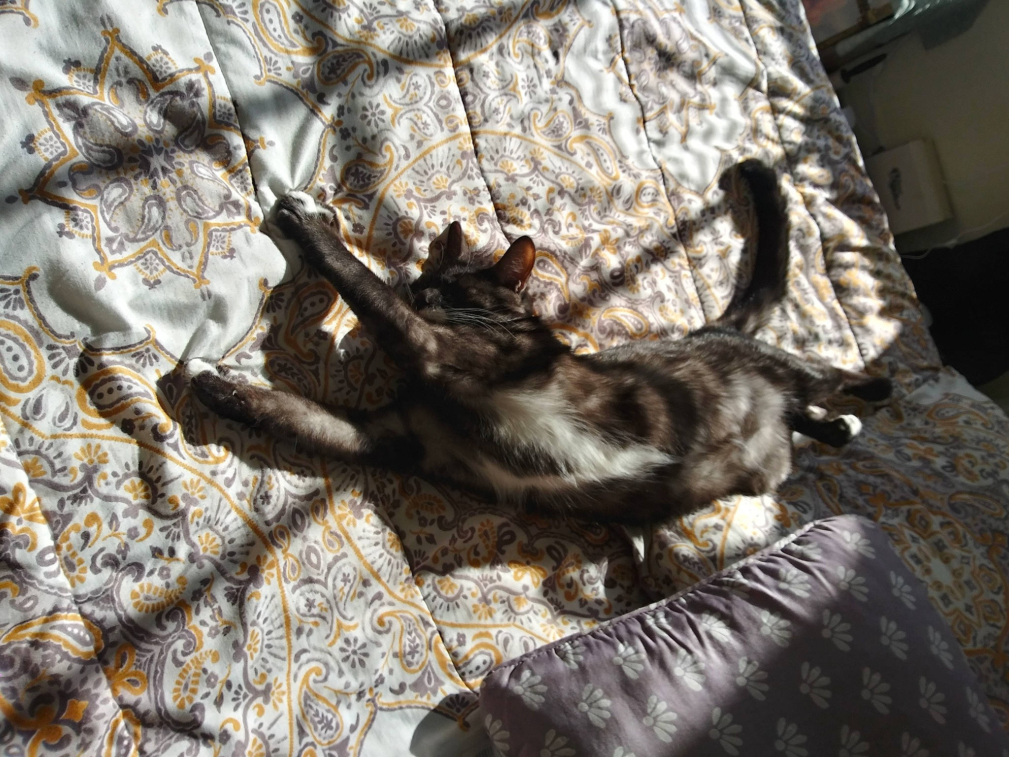 Pluto joined the competition — help win amazing prizes! brown, carnivore, cat, claw, comfort, domestic_short_haired_cat, felidae, fur, grey, linens, pattern, shadow, small_to_medium_sized_cats, tail, textile, tints_and_shades, tree, twig, whiskers, wood