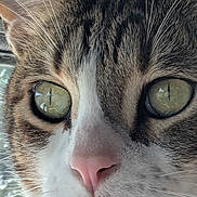 Milo is registered to the contest to win money with this photo: cat, close_up, face, eyes, whiskers, nose, fur, tabby, white_fur, green_eyes, pet, animal, domestic_cat, portrait, indoor, natural_light, curious, macro, soft_light, closeup