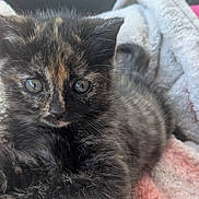 Princess Luna Bee is registered to the contest to win money with this photo: animal, blanket, car, cat, closeup, cozy, curious, cute, feline, fur, indoor, kitten, pet, resting, seat, sleepy, soft, tortoiseshell, whiskers, young