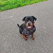 Saïko participe au concours pour gagner de l'argent avec cette photo : rottweiler, dog, canine, pet, outdoor, path, grass, water, reflection, happy, sitting, black, brown, fur, collar, leash, nature, smiling, animal, park
