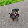 rottweiler, dog, canine, pet, outdoor, path, grass, water, reflection, happy, sitting, black, brown, fur, collar, leash, nature, smiling, animal, park