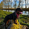 Saïko a rejoint le concours — aidez-le/la à gagner de superbes lots ! dog, rottweiler, moss, log, grass, canal, water, reflection, trees, bare_trees, sky, clouds, sunlight, outdoor, nature, leash, pet, animal, happy, tongue_out