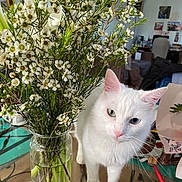 Blanchette a rejoint le concours — aidez-le/la à gagner de superbes lots ! cat, white_cat, heterochromia, green_eye, blue_eye, flowers, white_flowers, vase, glass_table, indoor, houseplant, curious, pet, feline, table, decor, stems, leaves, background, living_room