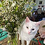 cat, white_cat, heterochromia, green_eye, blue_eye, flowers, white_flowers, vase, glass_table, indoor, houseplant, curious, pet, feline, table, decor, stems, leaves, background, living_room