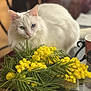 cat, white_cat, heterochromia, yellow_flowers, mimosa, glass_table, pink_mug, cat_illustration, green_eye, blue_eye, indoor, domestic_cat, flower_bouquet, plant, tabletop, pet, feline, closeup, homedecor, relaxing