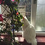 cat, white_cat, windowsill, window, plant, flower, green_leaves, sunlight, indoor, cozy, pet, feline, fluffy, nature_outside, daylight, quiet, peaceful, tail, looking_outside, home