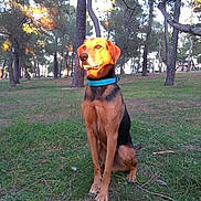 Bobyk participe au concours pour gagner de l'argent avec cette photo : dog, canine, sitting, collar, outdoor, forest, trees, grass, sunlight, nature, park, pet, animal, daylight, brown, black, alert, mammal, ground, scenery