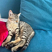 Pitt a rejoint le concours — aidez-le/la à gagner de superbes lots ! kitten, cat, sleeping, tabby, couch, blue_couch, red_pillow, pet, feline, indoor, resting, cute, fur, whiskers, animal, domestic_animal, relaxing, cozy, small_pet, soft_texture