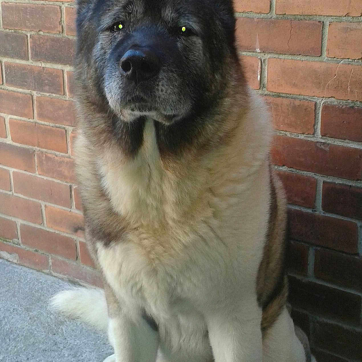 Diesel is registered to the contest to win money with this photo: