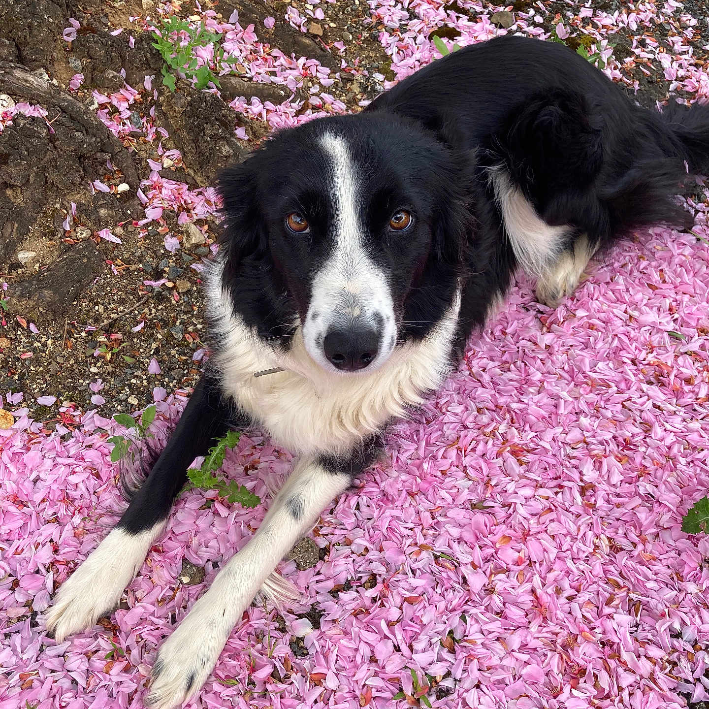 Petite Lou participe au concours pour gagner de l'argent avec cette photo : animal, canine, collie, dog, flower, flowerarrangement, geranium, grass, herbal, herbs, hound, nature, outdoors, pet, petal, plant, puppy, purple, rock, vegetation