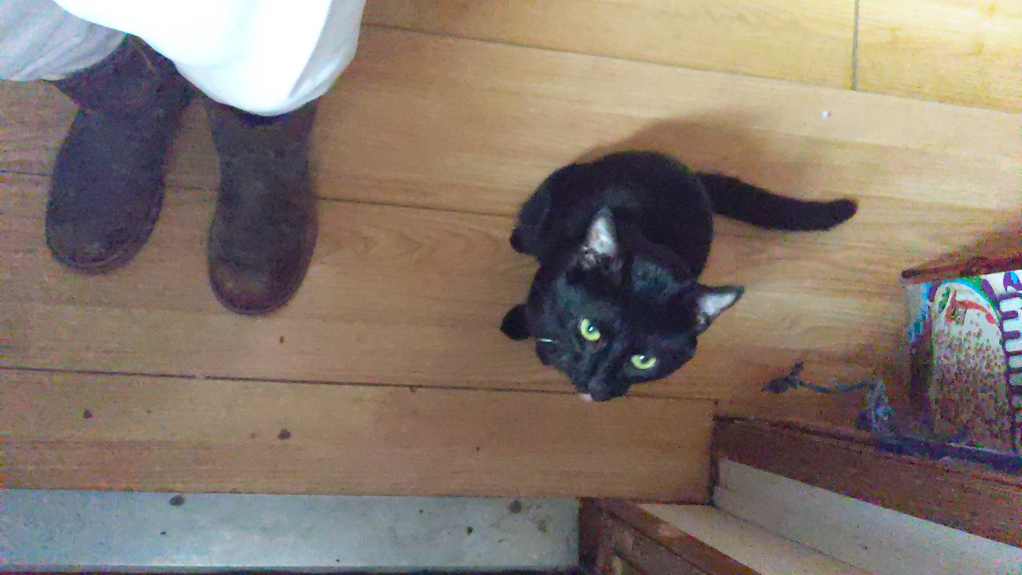 Kitten is registered to the contest to win money with this photo: carnivore, cat, comfort, dog_breed, domestic_short_haired_cat, fawn, felidae, floor, flooring, fur, hardwood, human_leg, leg, plant, small_to_medium_sized_cats, snout, tail, whiskers, wood, wood_stain