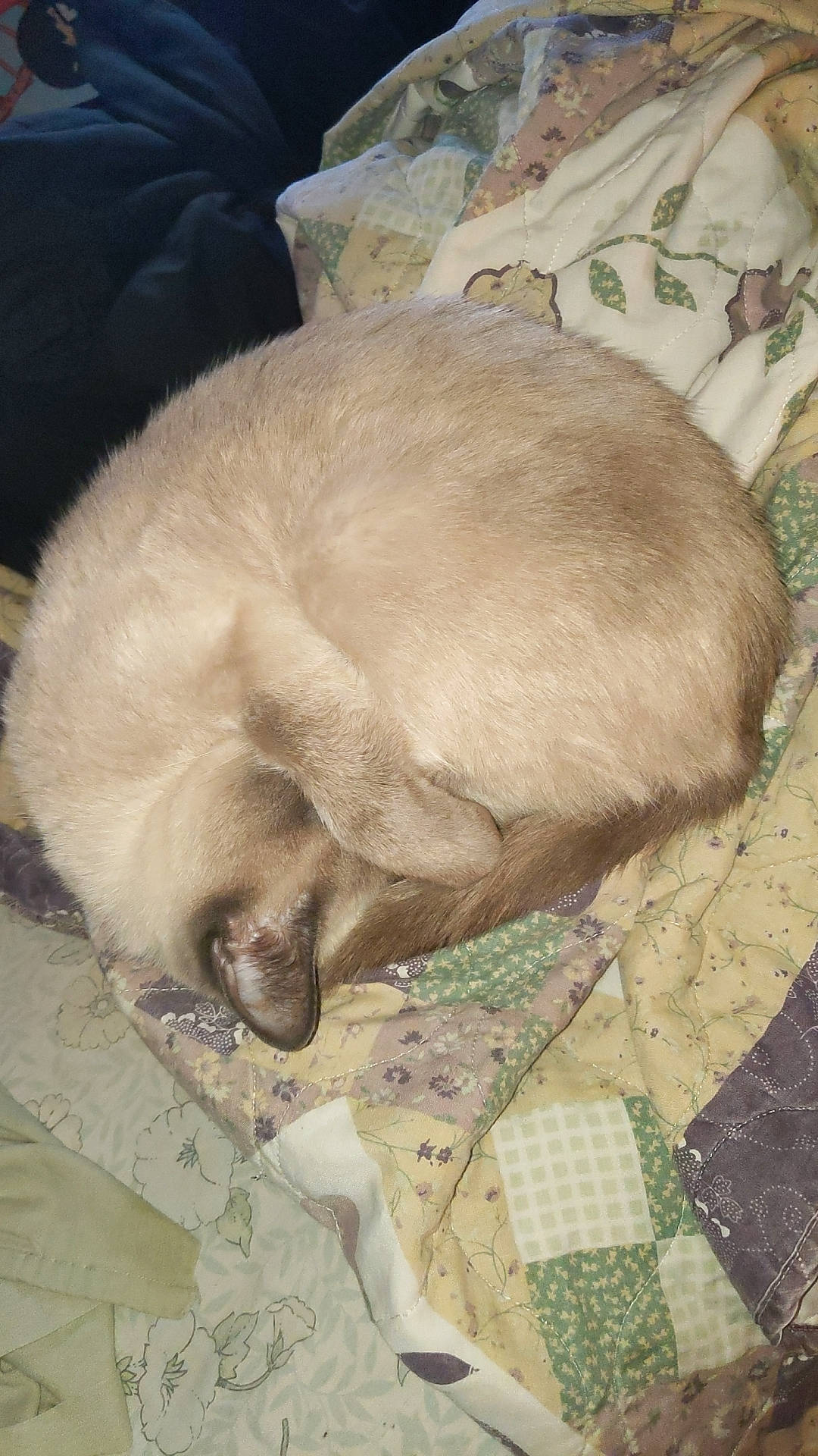 Muffins joined the competition — help win amazing prizes! canidae, carnivore, cat, claw, comfort, dog_breed, fawn, felidae, flooring, fur, nap, paw, siamese, small_to_medium_sized_cats, snout, sporting_group, tail, terrestrial_animal, whiskers, working_animal